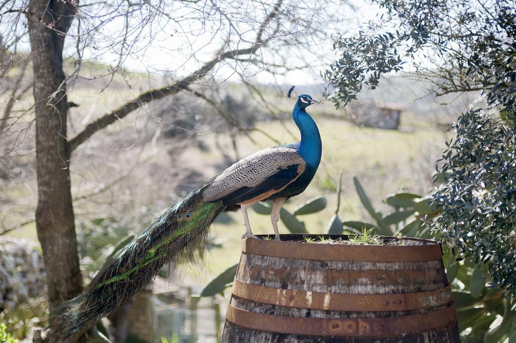 Aldeia Da Mata Pequena Hotel Mafra Bagian luar foto